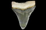 Serrated, Fossil Megalodon Tooth - Bone Valley, Florida #145099-1